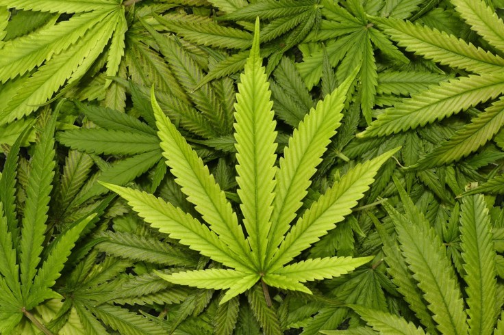 cannabis-leaf-stock-getty-weed-marijuana